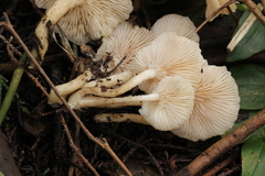 Clitocybe salmonilamella