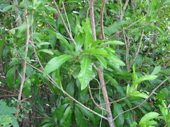 Pouteria campechiana