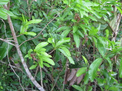 Pouteria campechiana