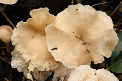 Clitocybe salmonilamella
