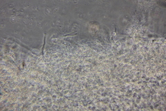 Clitocybe salmonilamella