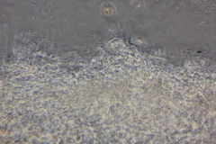 Clitocybe salmonilamella