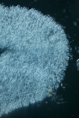 Clitocybe salmonilamella
