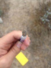 Agonoscelis puberula