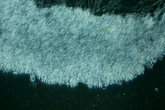 Clitocybe salmonilamella