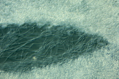 Clitocybe salmonilamella
