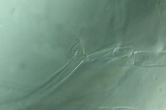 Clitocybe salmonilamella