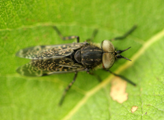 Haematopota pluvialis