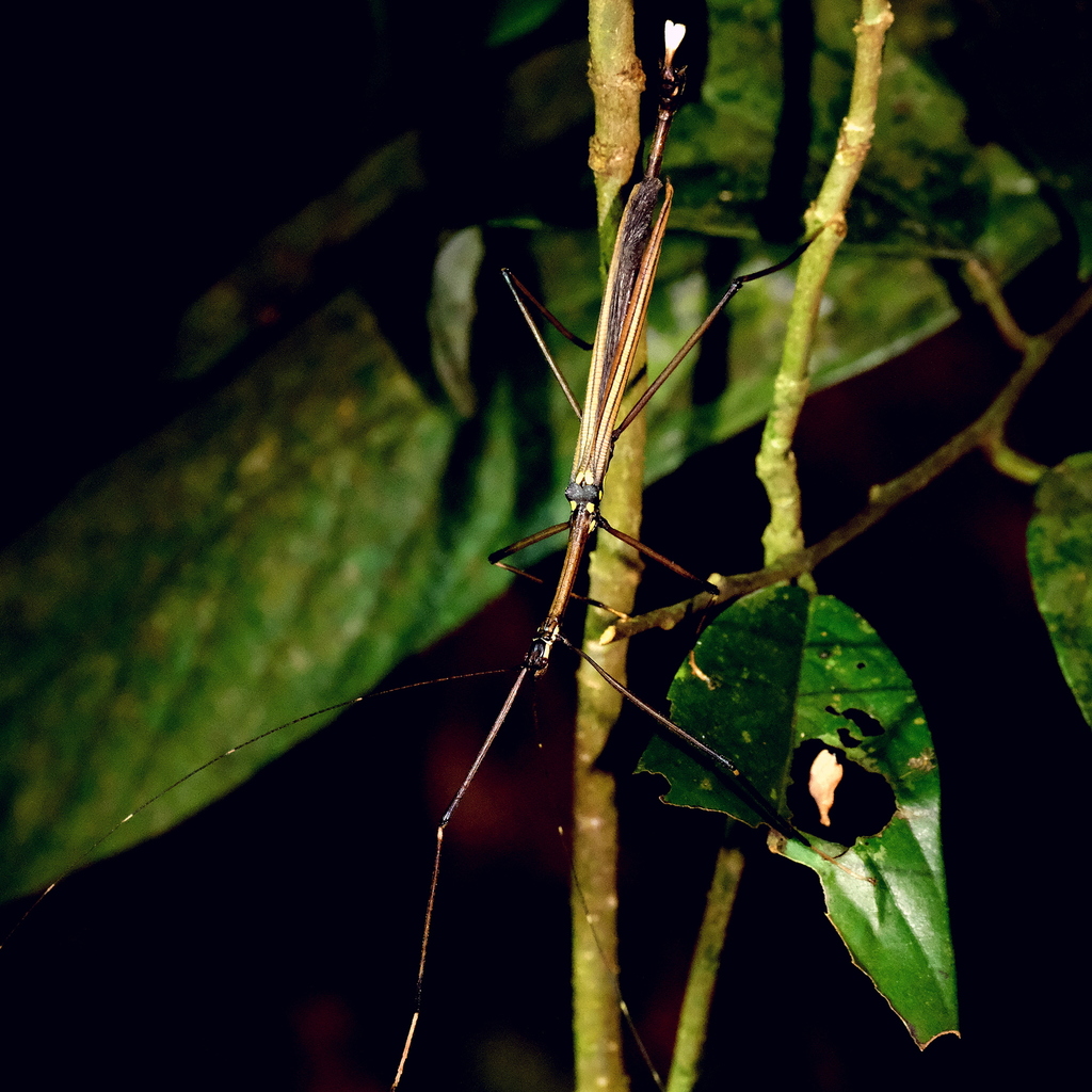 Pachyscia quadriguttata