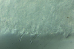 Clitocybe salmonilamella