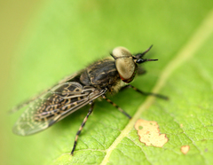 Haematopota pluvialis