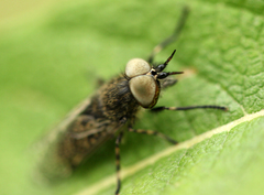 Haematopota pluvialis