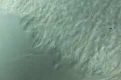 Clitocybe salmonilamella