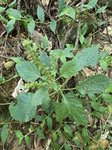 Sticky Germander (Teucrium viscidum)