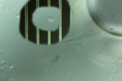Clitocybe salmonilamella