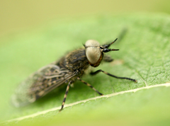 Haematopota pluvialis