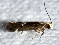 Chionodes phalacra