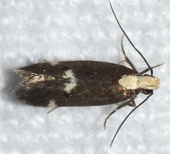 Chionodes phalacra
