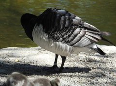 Branta leucopsis