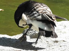 Branta leucopsis