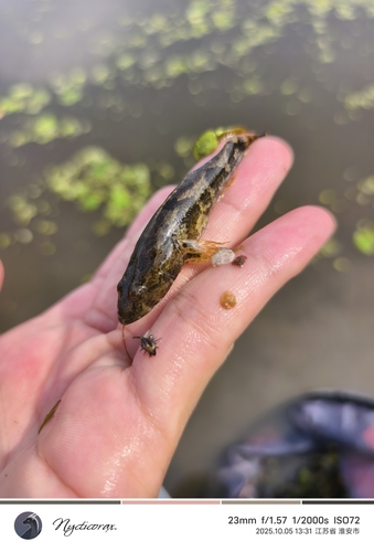Odontobutis potamophilus