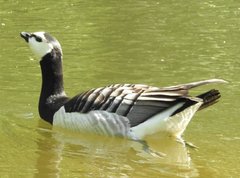 Branta leucopsis