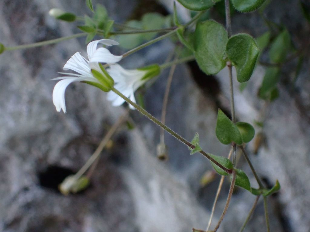 Arenaria bertolonii