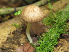 Pholiota conissans