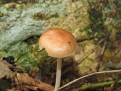 Pholiota conissans