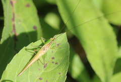 Conocephalus longipes