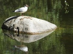 Chroicocephalus ridibundus