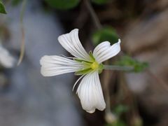 Arenaria bertolonii