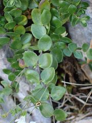 Arenaria bertolonii