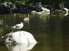 Chroicocephalus ridibundus