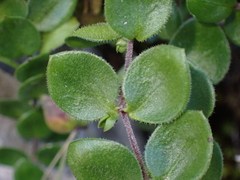 Arenaria bertolonii