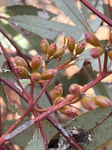Dumosa Mallee