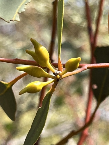 Red Mallee