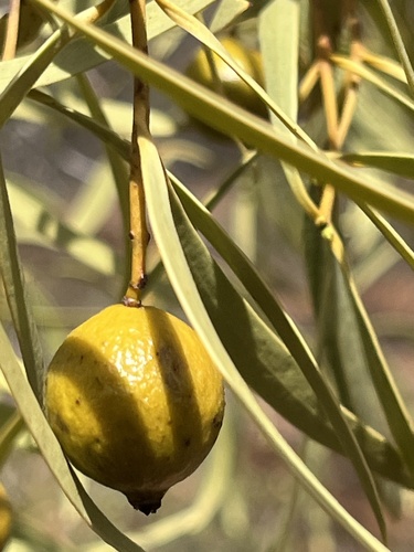 Desert Quandong