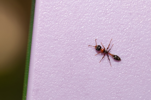 Photo of Graceful Twig Ant (Pseudomyrmex gracilis)