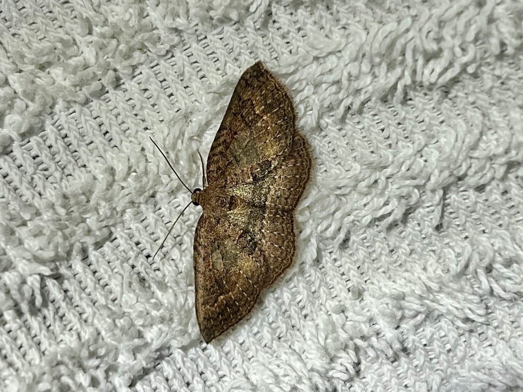 Asthenotricha inutilis