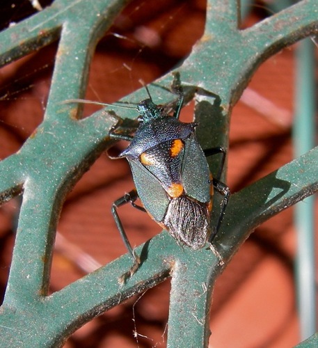 Euthyrhynchus floridanus