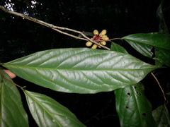 Desmopsis verrucipes