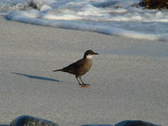 Cinclodes nigrofumosus