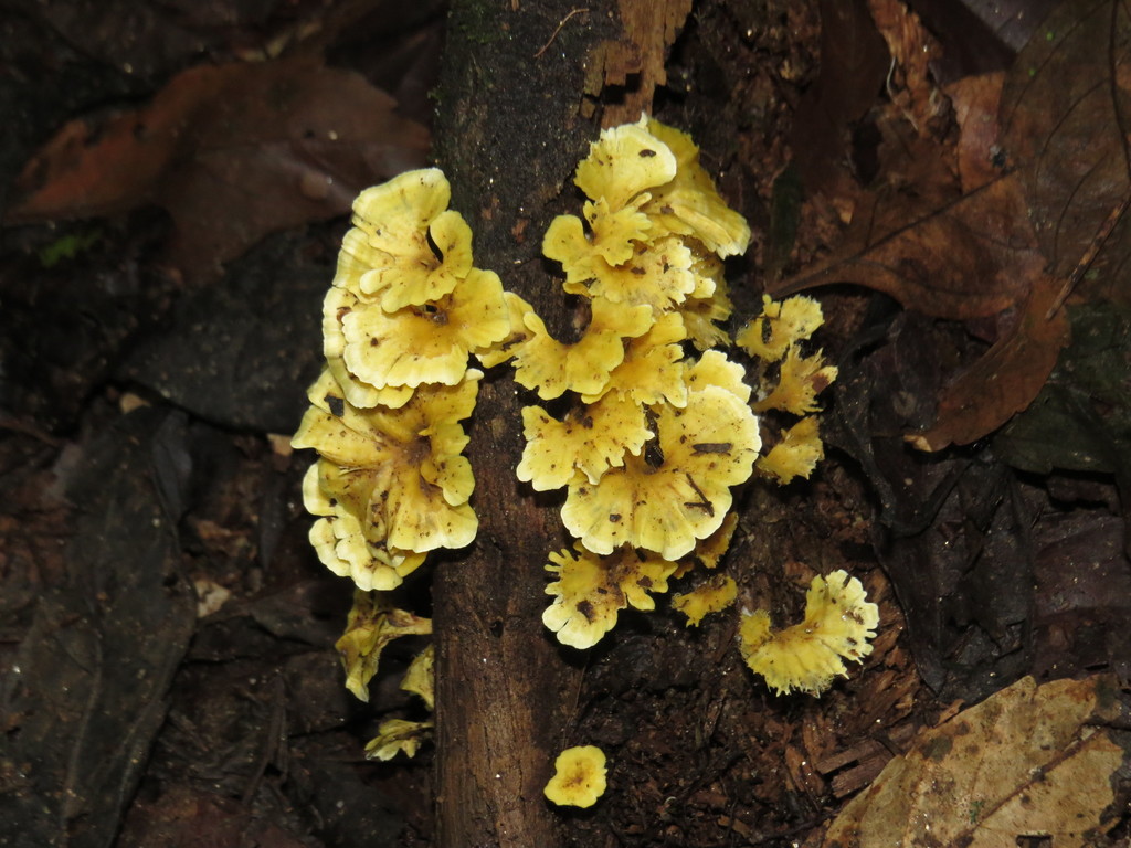 Cotylidia aurantiaca · December 2015 · photo: © diogoluiz (iNaturalist, cc-by)