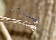 Argia translata