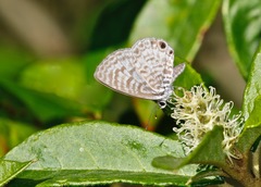 Leptotes cassius