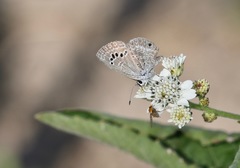 Echinargus isola