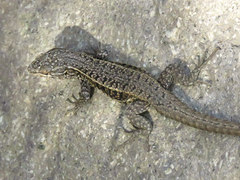 Liolaemus curicensis