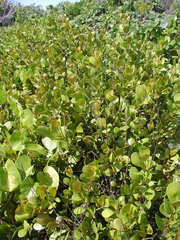 Sideroxylon americanum