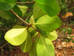 Sideroxylon americanum